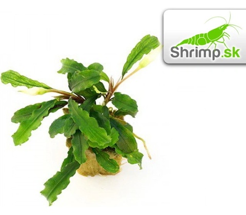Bucephalandra Biblis
