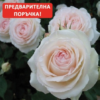 Image 1 of Meilland® Роза Palais Royal® = White Eden - Meilland®