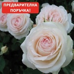 Meilland® Роза Palais Royal® = White Eden - Meilland®