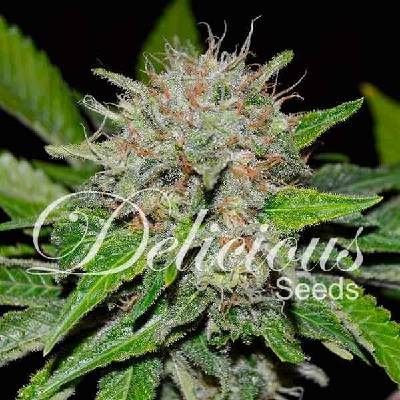 Delicious Seeds Deep Mandarine CBD semena neobsahují THC 3 ks