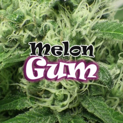 Dr. Underground Melon Gum semienka neobsahujú THC 25 ks