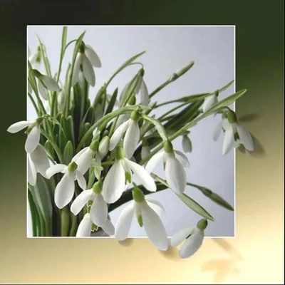 Кокичета 40/40 см