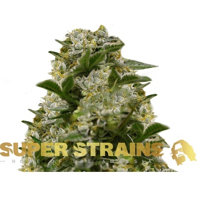 Super Strains Ibiza Farmers semienka neobsahujú THC 10 ks