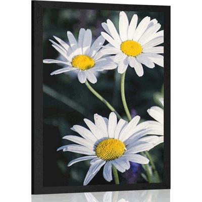 Plakát sedmikrásky na zahradě - 40x60 silver