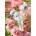 Cherry Pazzi - Puzzle Tropic Spirit Cockatoo - 1 000 piese