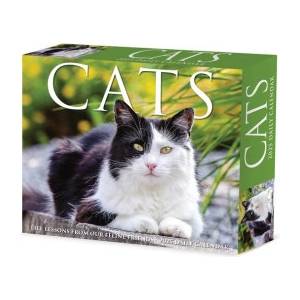 Willow Creek Press Calendars Cats 2026 5.4 X 6.2 Box Calendar | Willow Creek Press