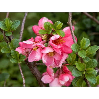 Dulovec japonský Pink Lady na 60-70 cm kmienku, výška 80-100 cm, kvetináč 3 l