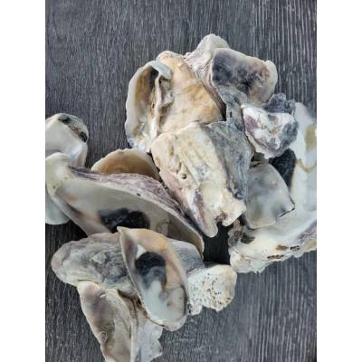 Dijk Natural Collection Mušle Oyster ústřice 100 g