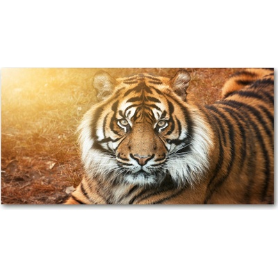 Moderný sklenený obraz z fotografie bengálsky tiger 100x50 cm