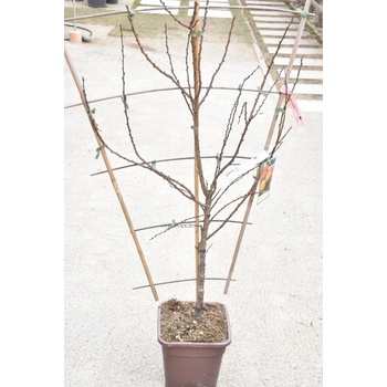 Prunus armeniaca ´ Bergeron ´ Clt.20 Špalier