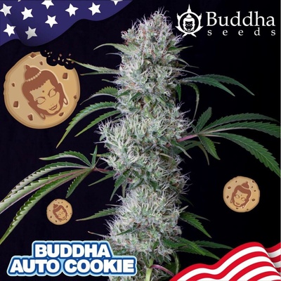 Buddha Seeds Buddha AUTO Cookie semena neobsahují THC 5 ks