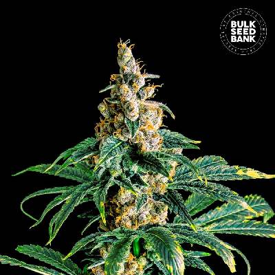 Bulk Seed Bank Zkittly Zi Zi semena neobsahují THC 10 ks