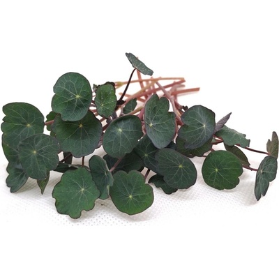 Tiny Greens Červená lichořeřišnice Crimson BIO semínka na klíčení a microgreens Množství: 50 g