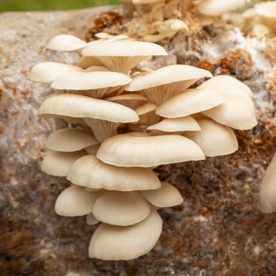 Hlíva plicní Pleurotus pulmonarius sadba 250 ml