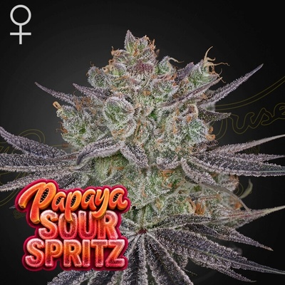 Green House Seed Papaya Sour Spritz semena neobsahují THC 5 ks