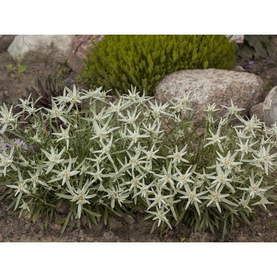 Plesnivec alpínsky Star of Alps - Leontopodium, kont. 0,5 l