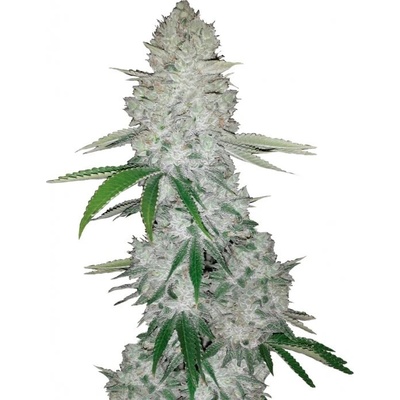Fastbuds Gorilla Auto semienka neobsahujú THC 100 ks
