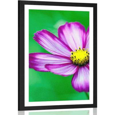 Plakát s paspartou zahradní květ krasulky - 30x45 black
