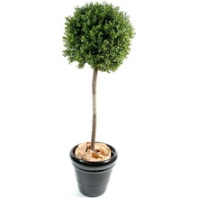 Umelý ker Krušpán - Buxus na kmienku, 170cm