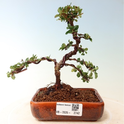 e-bonsai Venkovní bonsai - Cotoneaster horizontalis - Skalník