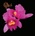 OPETH - ORCHID CD