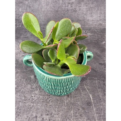 Crassula ovata ‘Sunset’