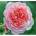 Viva Roses® Роза Eeuwige Passie® - ViVa Roses