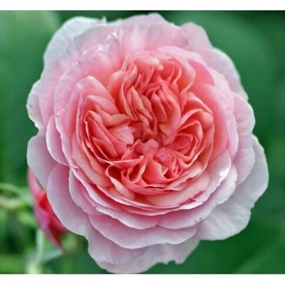 Viva Roses® Роза Eeuwige Passie® - ViVa Roses