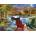SunsOut - Puzzle Illustrations - Lake Life - 1 000 piese