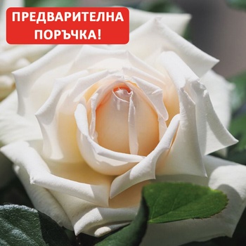 Meilland® Роза Anggun® (Meibokir) - Meilland®