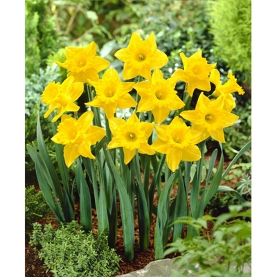 BENEX NARCIS Trumpet Unsurpassable 3ks