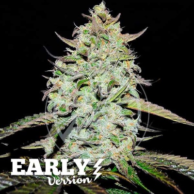 Delicious Seeds Lemon Gazzy Early Version semena neobsahují THC 3 ks