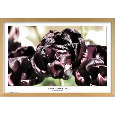 Tradag Rámeček Natura přírodní 40x60 – Sleviste.cz