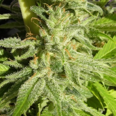 Ace Seeds Orient Express regular semienka neobsahujú THC 10 ks
