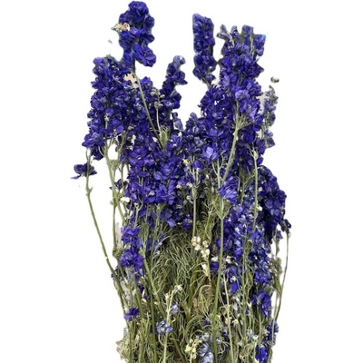 Delphinium consolida 50 g modrá
