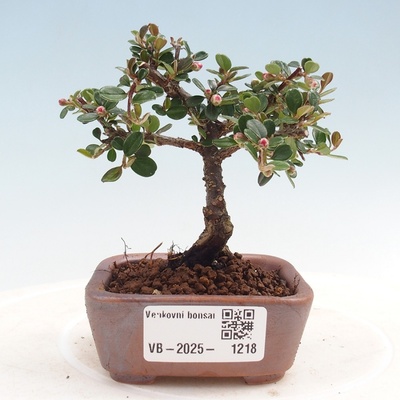 e-bonsai Venkovní bonsai - Cotoneaster horizontalis - Skalník