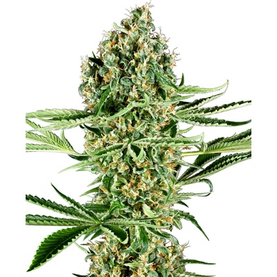 Sensi Seeds Critical Runtz Research semena neobsahují THC 3 ks
