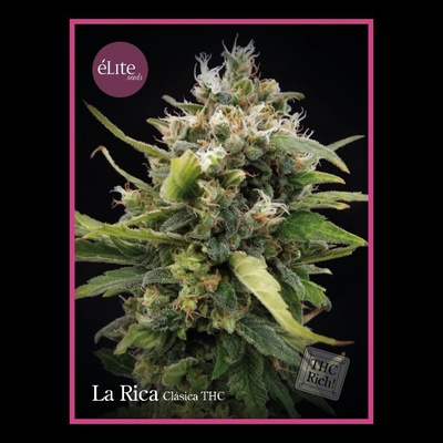 Élite Seeds La Rica semienka neobsahujú THC 50 ks