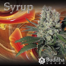 Buddha Seeds Syrup semena neobsahují THC 10 ks