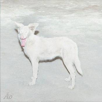 Image 1 of AO - Malandra (LP) (5430002558646)
