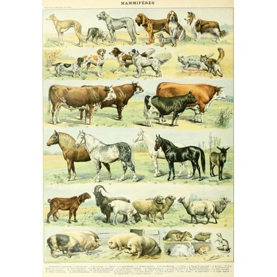 Grafika - Puzzle Illustration from the New Larousse Illustrated: Mammals - 1 000 piese