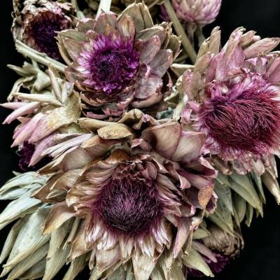 ARTICHOKE FLOWER LARGE NATURAL ( 40 PC )