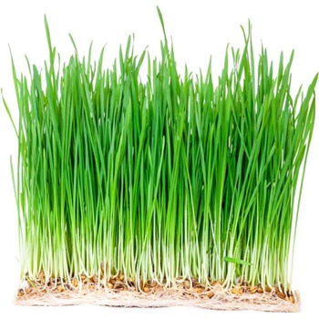 Microgreens, semínka na klíčky - Pšenice 50g