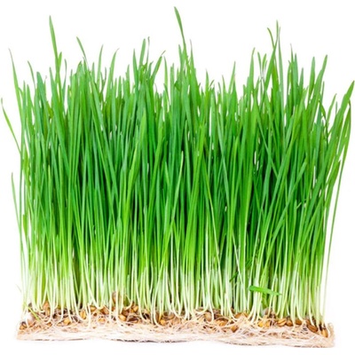 Microgreens, semínka na klíčky - Pšenice 50g