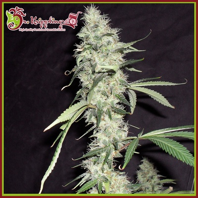 Dr. Krippling Seeds Sonic Bloom Auto semienka neobsahujú THC 1 ks