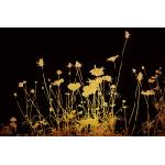 DIMEX ART Флизелинов фототапет златни цветя 375 x 250 см