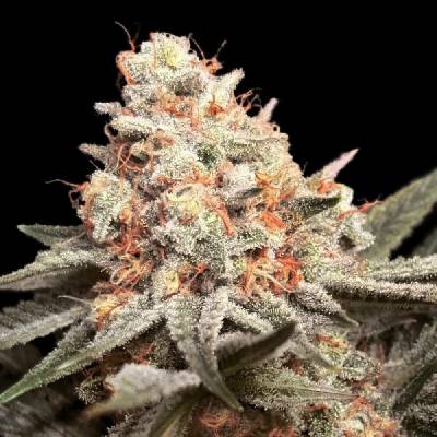 00 Seeds Bank Rainbow Mints semena neobsahují THC 5 ks