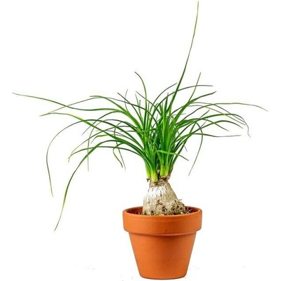 Gardners Beaucarnea recurvata, průměr 6 cm Nolina, Sloní noha, Bokarnea