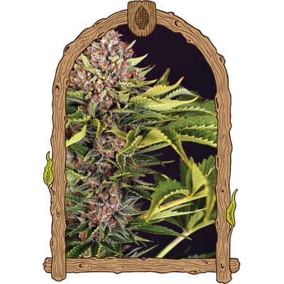 Exotic Seed ZZZ Auto semienka neobsahujú THC 3 ks
