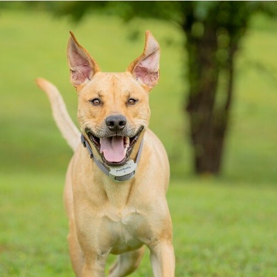 PetSafe® Classic Extra obojok pre elektrický ohradník pre psov